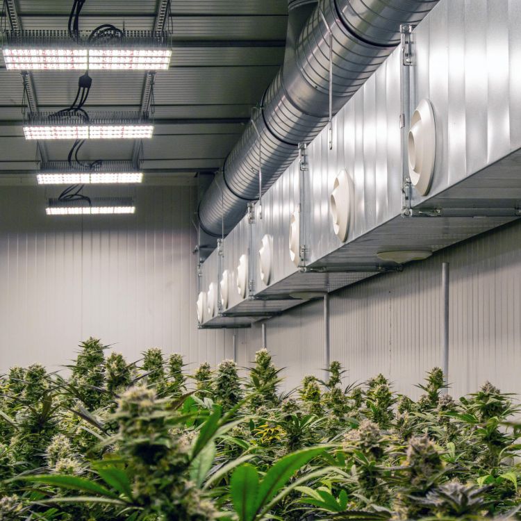 Our plants