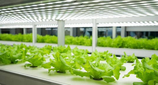 Indoor Farming Salat
